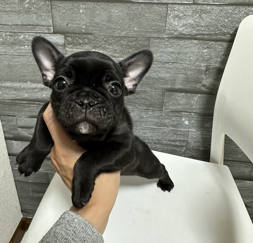 フレンチブルドッグ♂｜ご成約済み｜岡山・倉敷ペットショップcoco